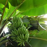 芭蕉（甘蕉，板蕉，牙蕉0