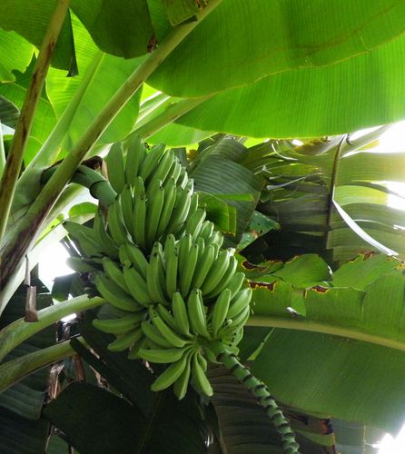 芭蕉（甘蕉，板蕉，牙蕉0