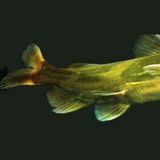 黄颡鱼（戈牙鱼，黄鳍鱼）