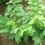 防风（叶，鲜）