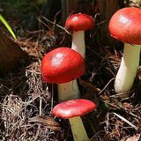 大红姑（干）（草质红菇）