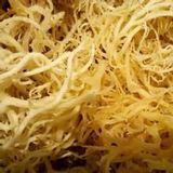 海冻菜（石花菜，冻菜）