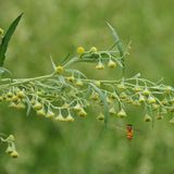 白沙蒿籽（沙蒿籽）