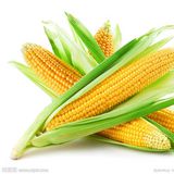 玉米（鲜）