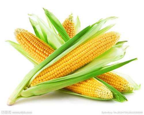 玉米(鲜)
