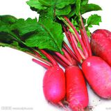 水萝卜（脆萝卜）