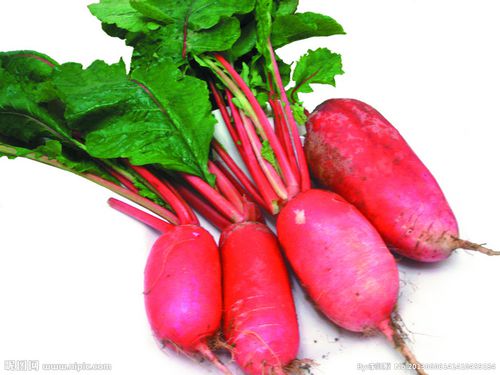 水萝卜（脆萝卜）