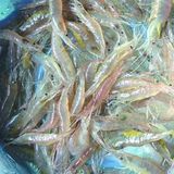 白米虾（水虾米）