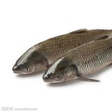 草鱼（白鲩，草包鱼）