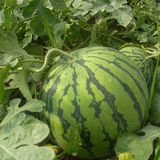 西瓜（京欣一号）