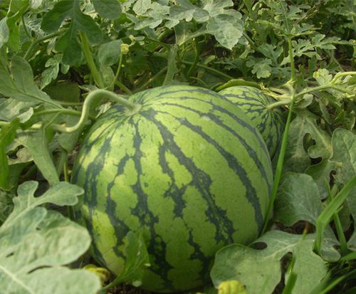 西瓜（京欣一号）