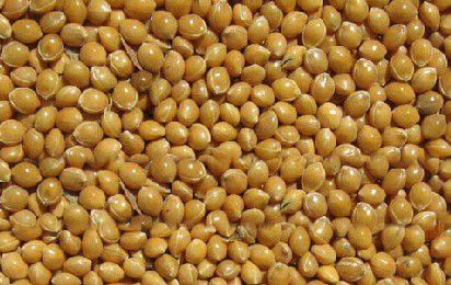 糜子米（炒米）