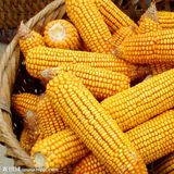 玉米（黄，干）