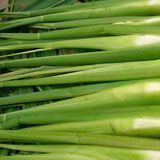 茭白（茭笋，茭粑）