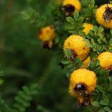 刺梨（茨梨，木梨子）