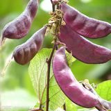 扁豆（月亮菜）