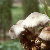 草菇（大黑头细花草）