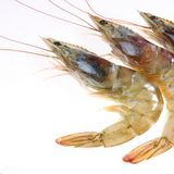 长毛对虾（大虾，白露虾）