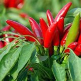 辣椒（红，小）