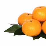 橘柑子（宽皮桂