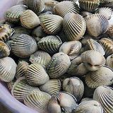 泥蚶（血蚶，珠蚶）