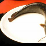 胡子鲇（塘虱（鱼）