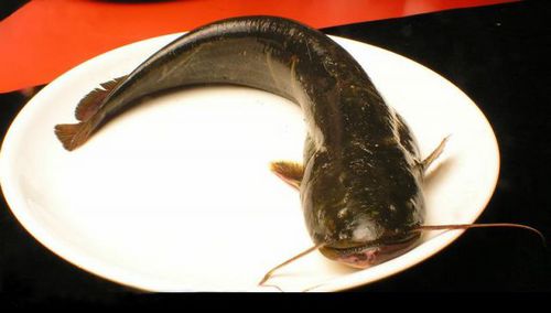 胡子鲇（塘虱（鱼）