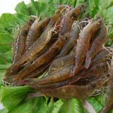 东方对虾（中国对虾）