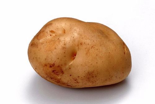 马铃薯(土豆、洋芋)