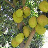 菠萝蜜（木菠萝）