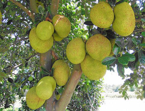 菠萝蜜（木菠萝）