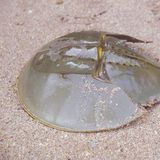 中国鲎（水鳖子）