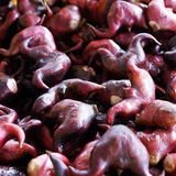 菱角（老）（龙角）