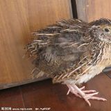 鹌鹑