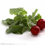 小水萝卜（算盘子，红皮萝卜）