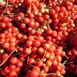 北五味子叶（鲜）（五味子，秤砣子）