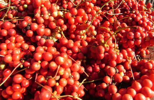 北五味子叶(鲜)(五味子,秤砣子)