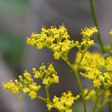 败酱（烟脂麻）