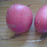 变萝卜（红皮萝卜）