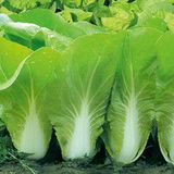 大白菜（小白口）