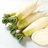白萝卜（菜菔）