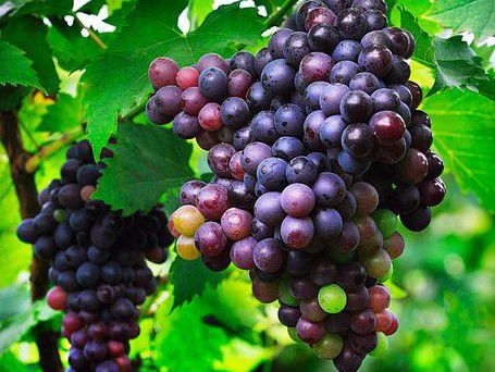 玫瑰香葡萄