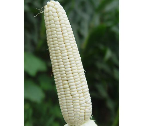 玉米（白，干）