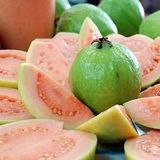 番石榴（鸡矢果，番桃）