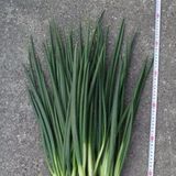 分葱（四季葱，菜葱）