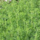 白沙蒿（沙蒿）