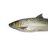 赤眼鳟（金目鱼）