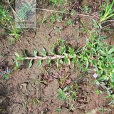 扁蓄菜（竹节草）