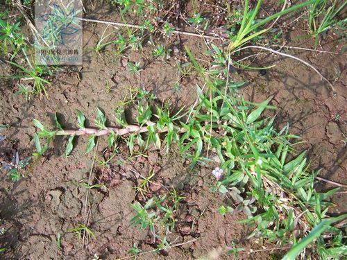 扁蓄菜（竹节草）